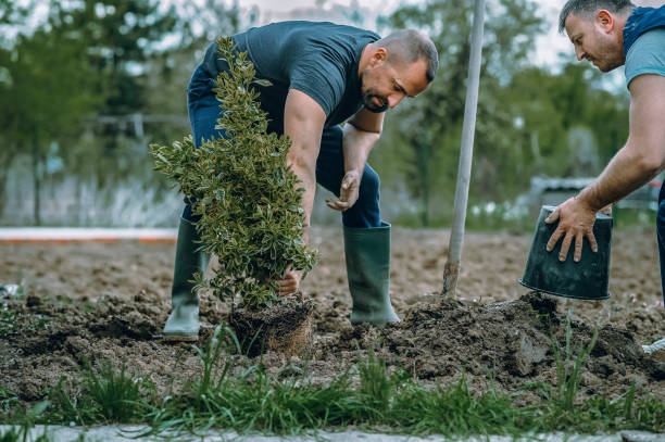 Best Artificial Turf Installation  in Lake Dallas, TX